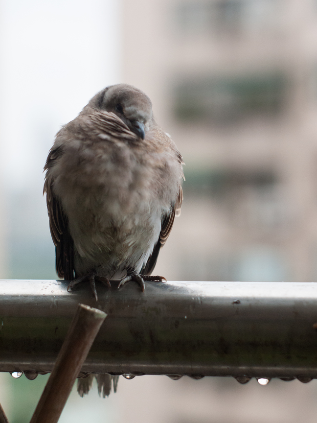 鳥雨