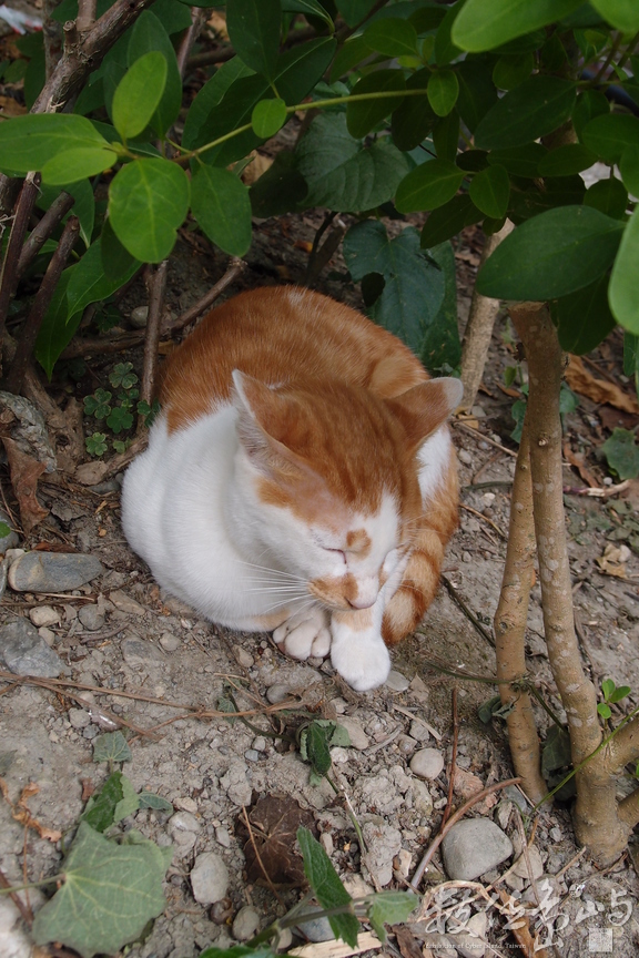 20141015拍攝於芭崎008