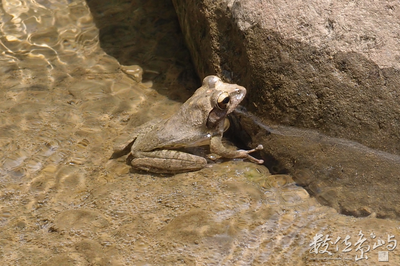 20130906拍攝於雙流森林公園025