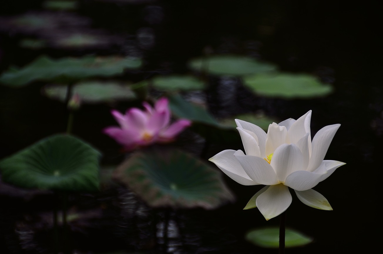 華山荷花