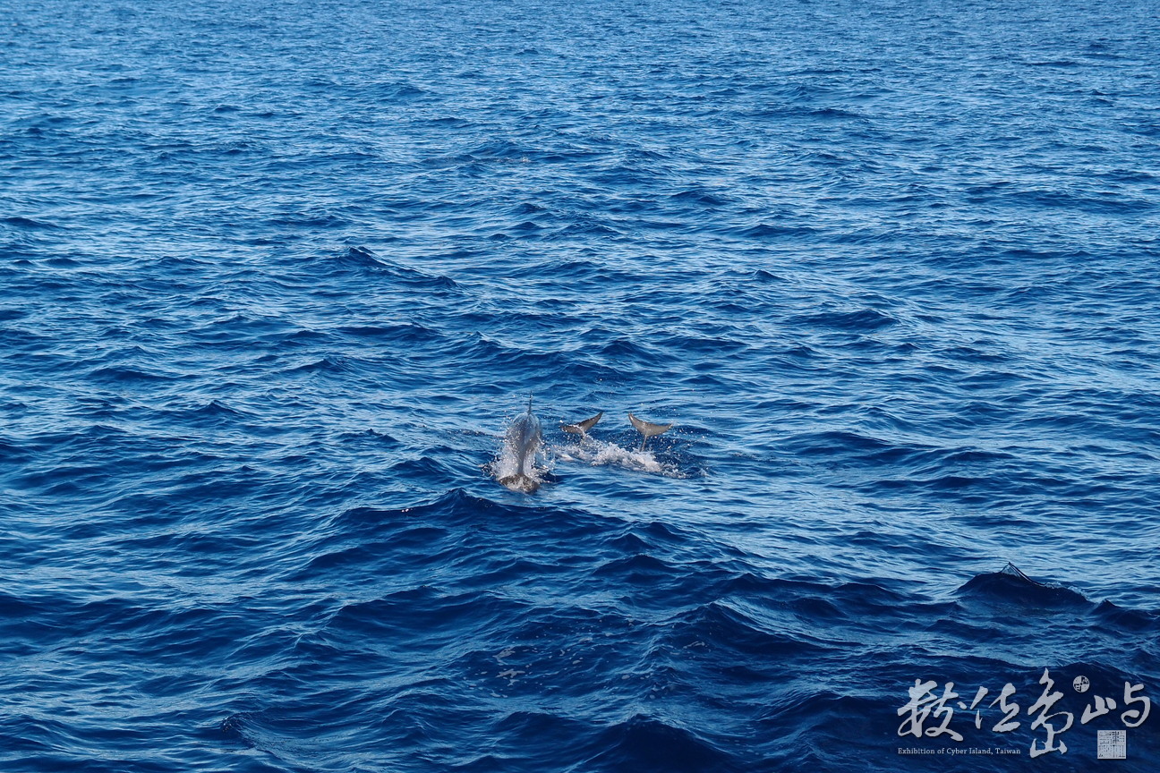 20140827賞鯨040
