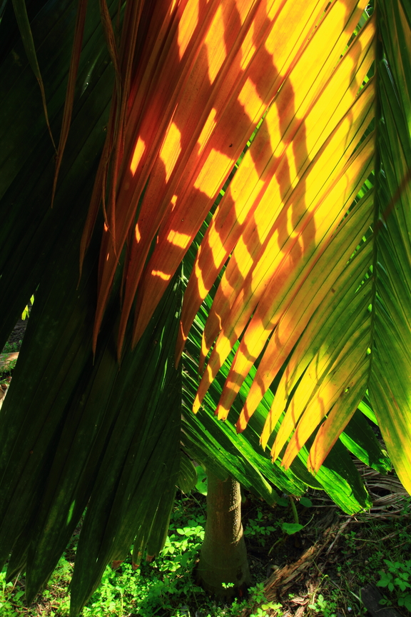 檳榔樹的黃衣裳