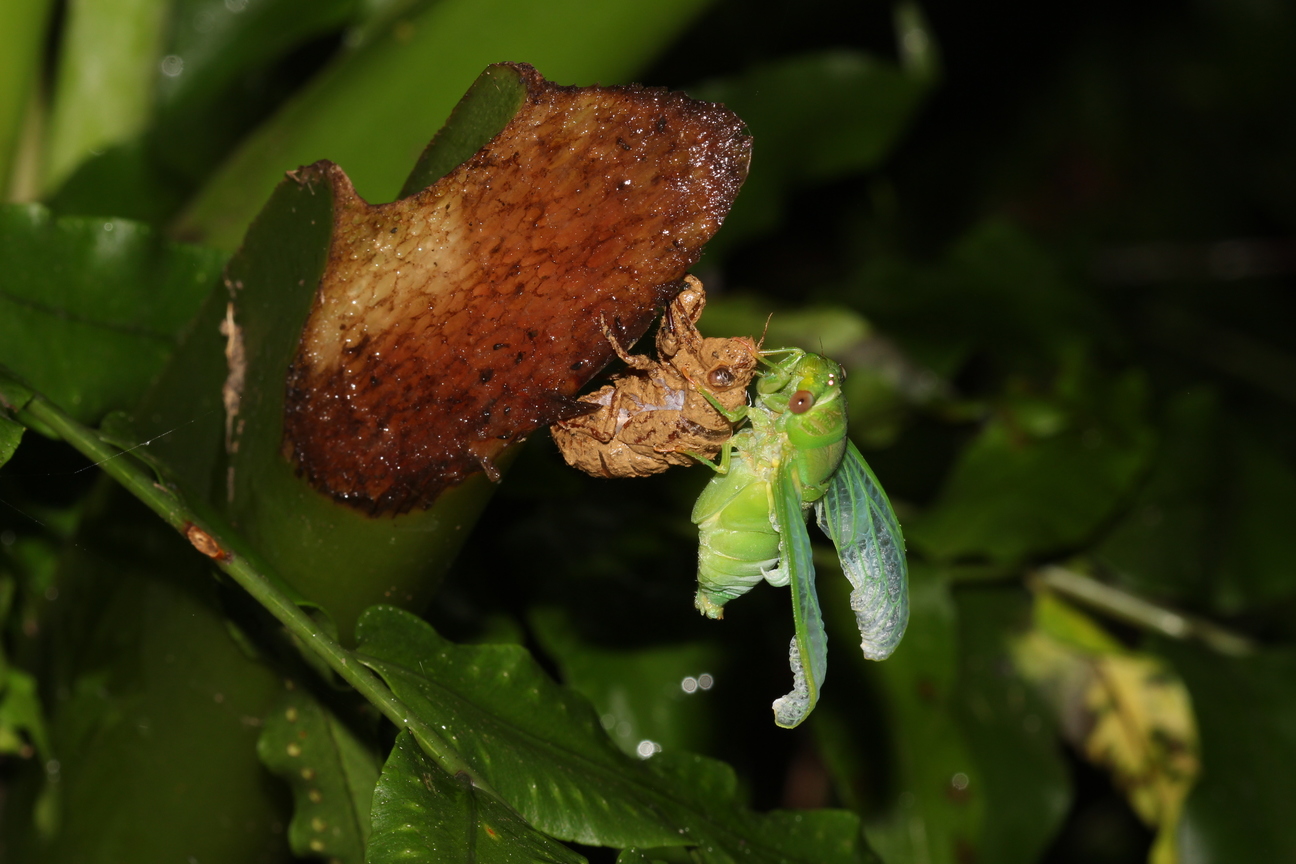 薄翅蟬羽化-20140607中研院森林步道