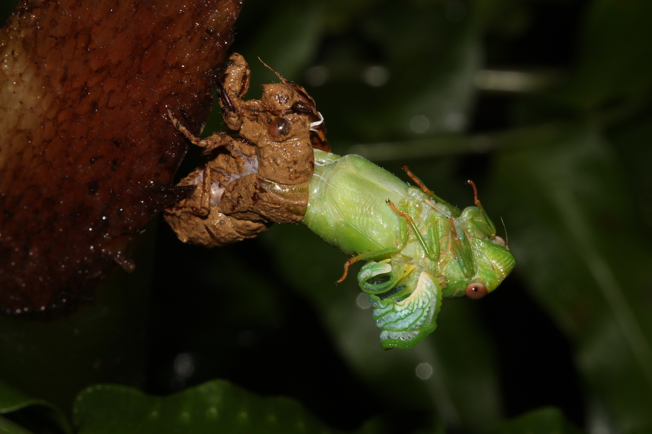 薄翅蟬羽化-20140607中研院森林步道