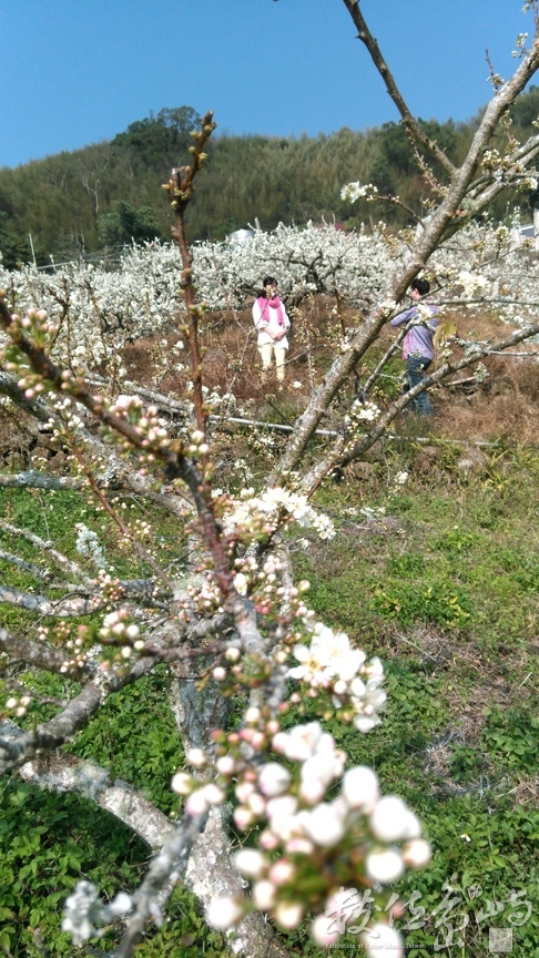 桃花紅李花白，遊人拍照最佳地點
