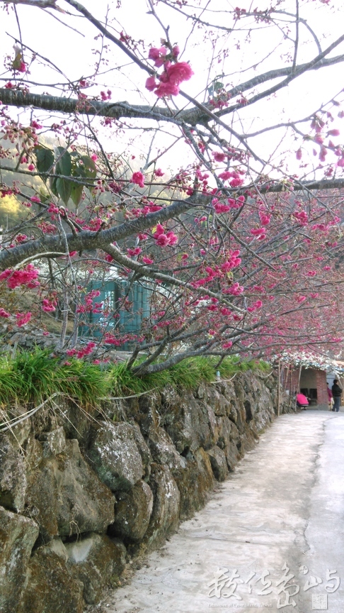 桃花紅李花白，景色美不勝收