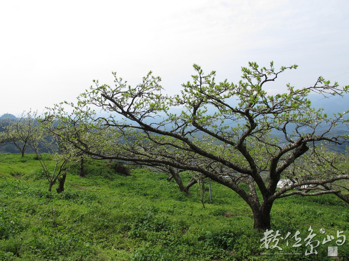 據說，森林裡是台灣鬥士英勇抵抗日軍的古戰場