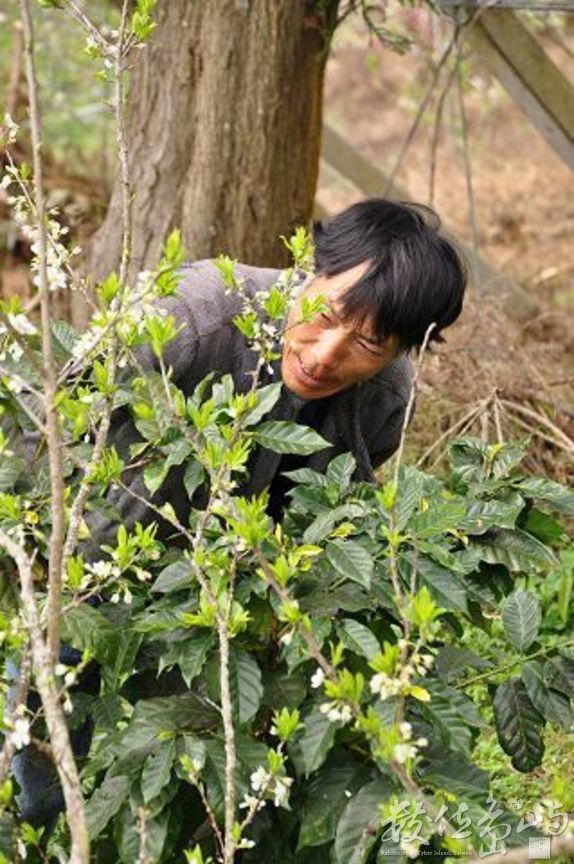 舅舅在經營的秀麗農莊採收咖啡豆