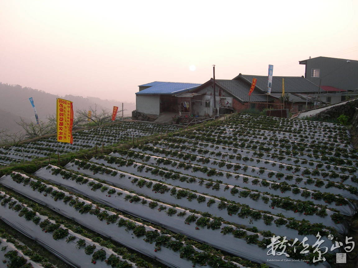 入冬時節，即為馬那邦山地區最大宗的草莓採收的時節