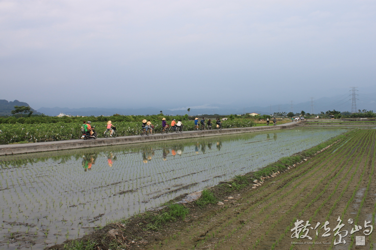 遊客踩著單車在阡陌中排列成整齊一道，騎向歸途的終點