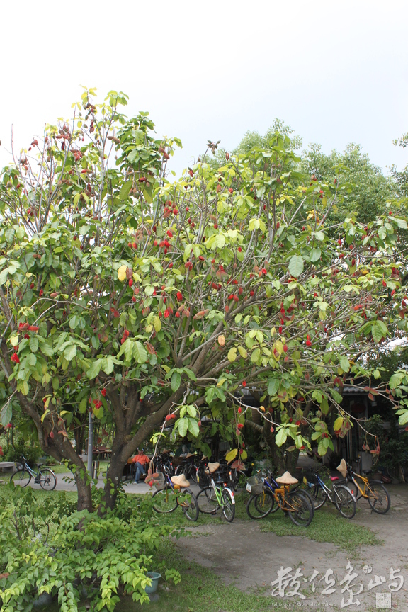 「蓮荷果休閒農場」緊鄰濁水溪，是一座純粹生產轉型休閒觀光的農場