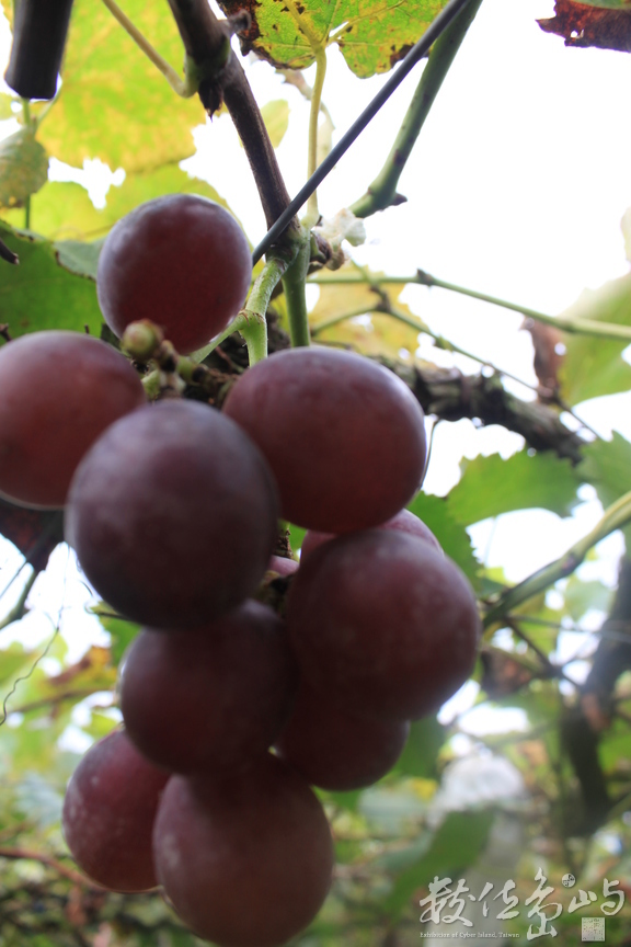 葡萄園，體驗採收的務農樂趣