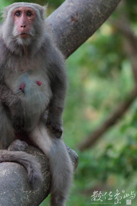 看見彌猴