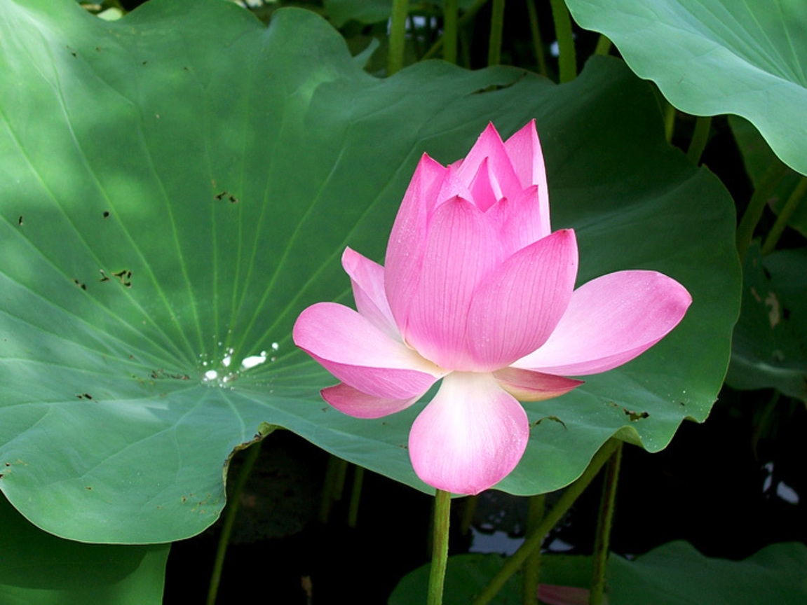 花開植物園