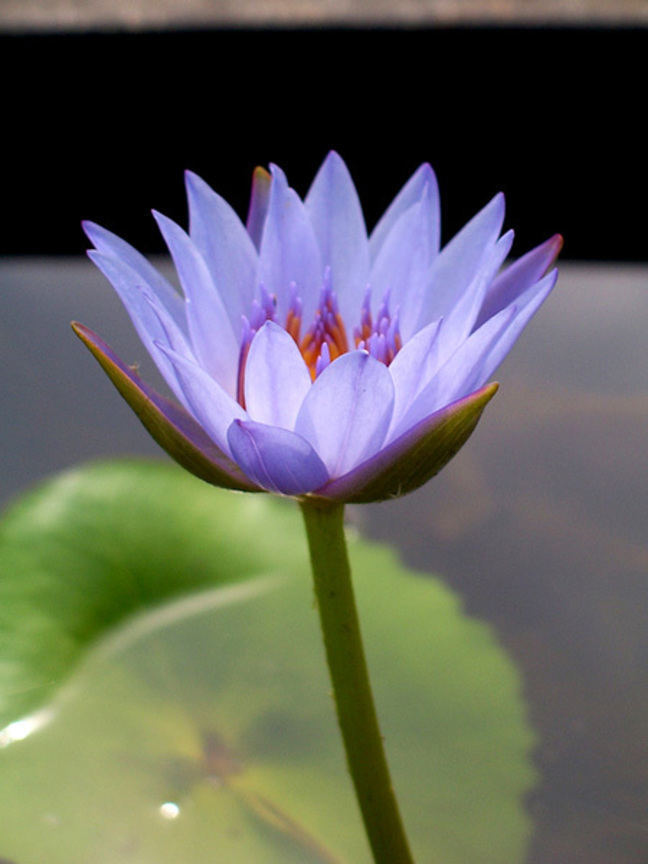 花開植物園