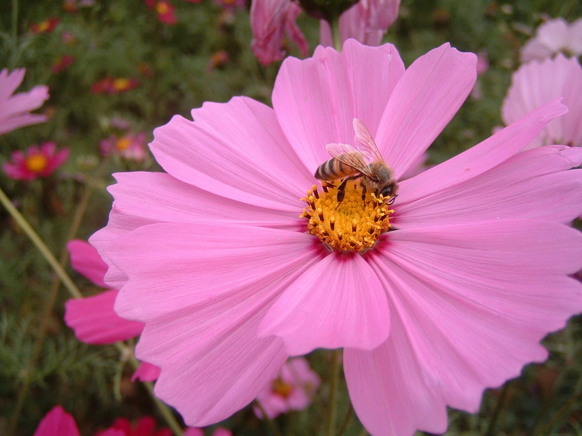 採花