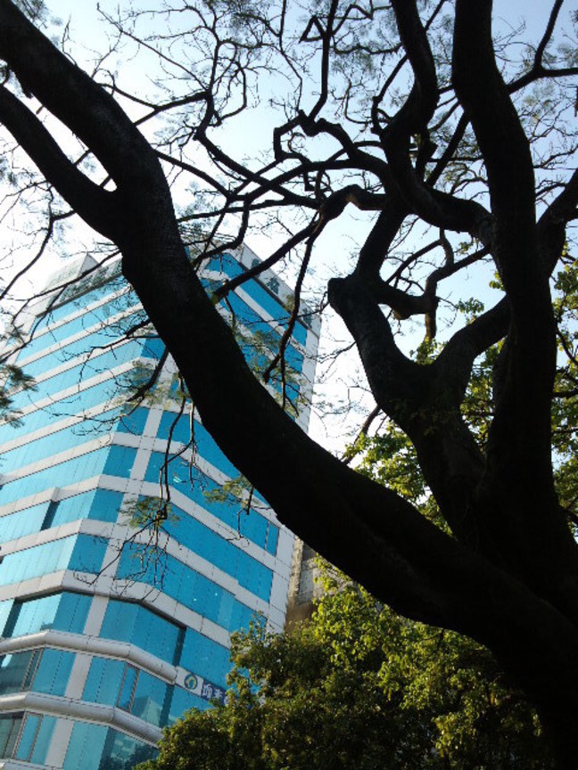 叢林中的都市大樓