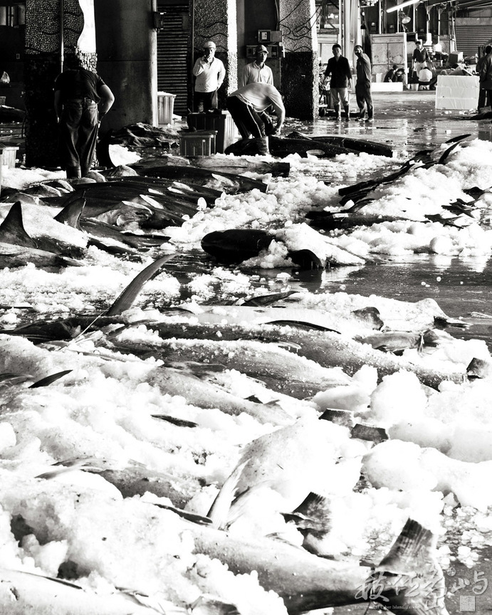 成功魚市場(2)-豐收的旗魚