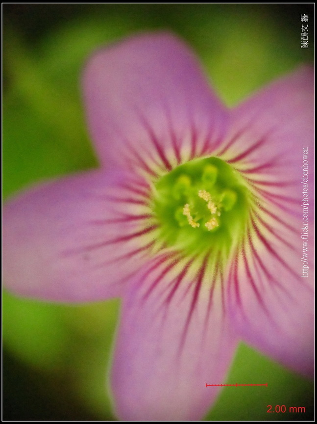 可能是「酢漿草」-03