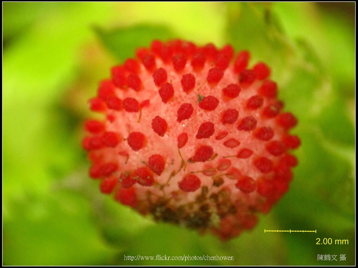 可能是「蛇莓」-01