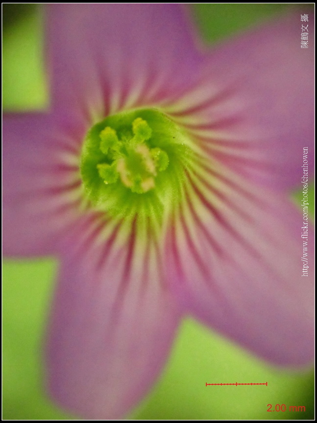 可能是「酢漿草」-02