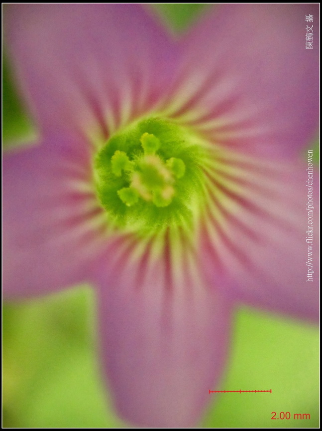 可能是「酢漿草」-04