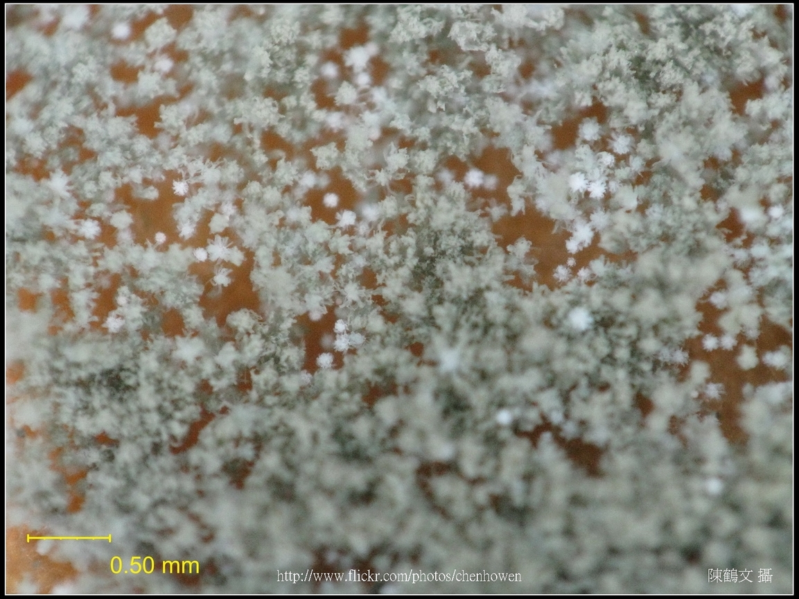 2011_0324_黴菌_07_一大群子實體