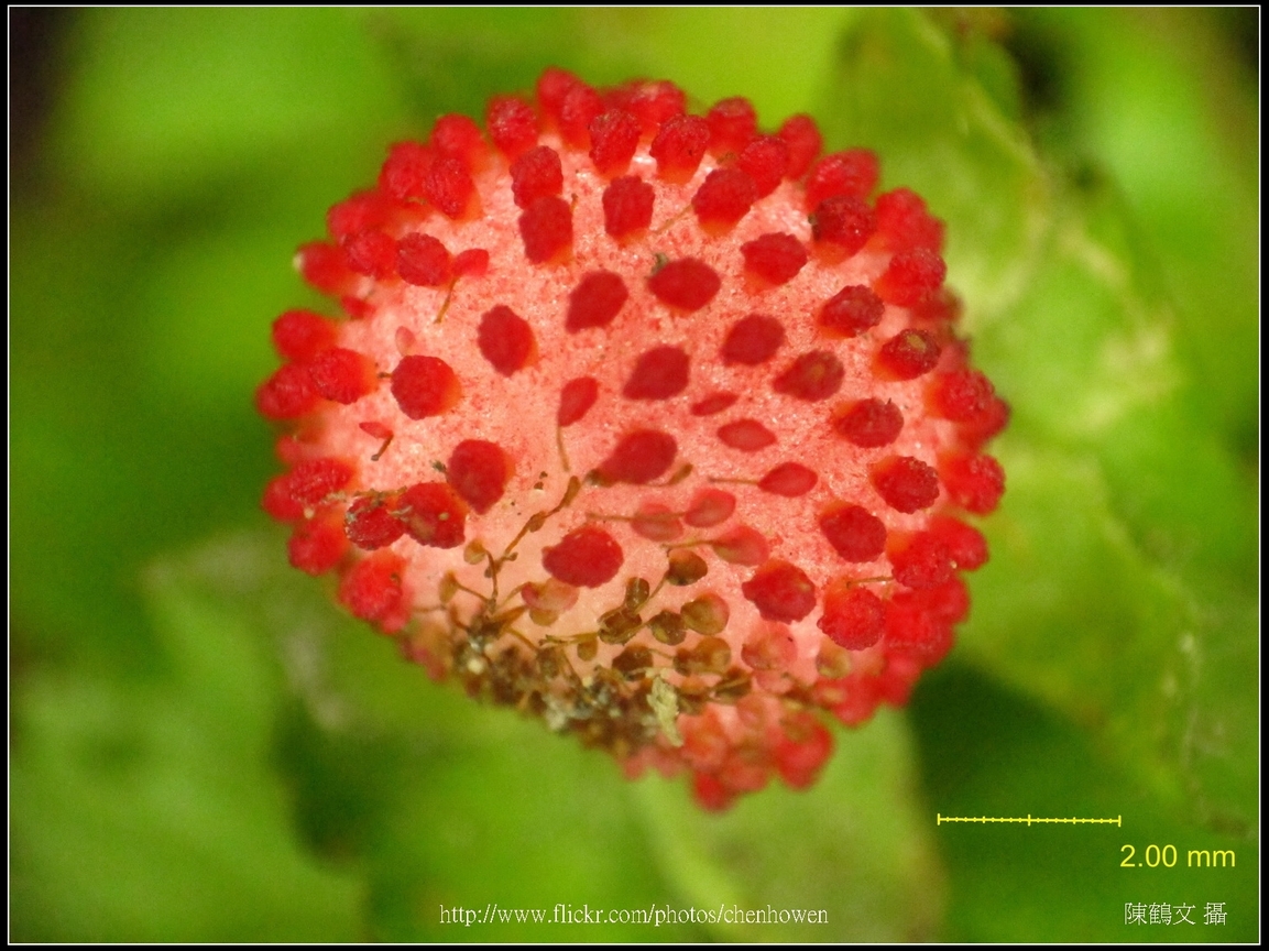 可能是「蛇莓」-02