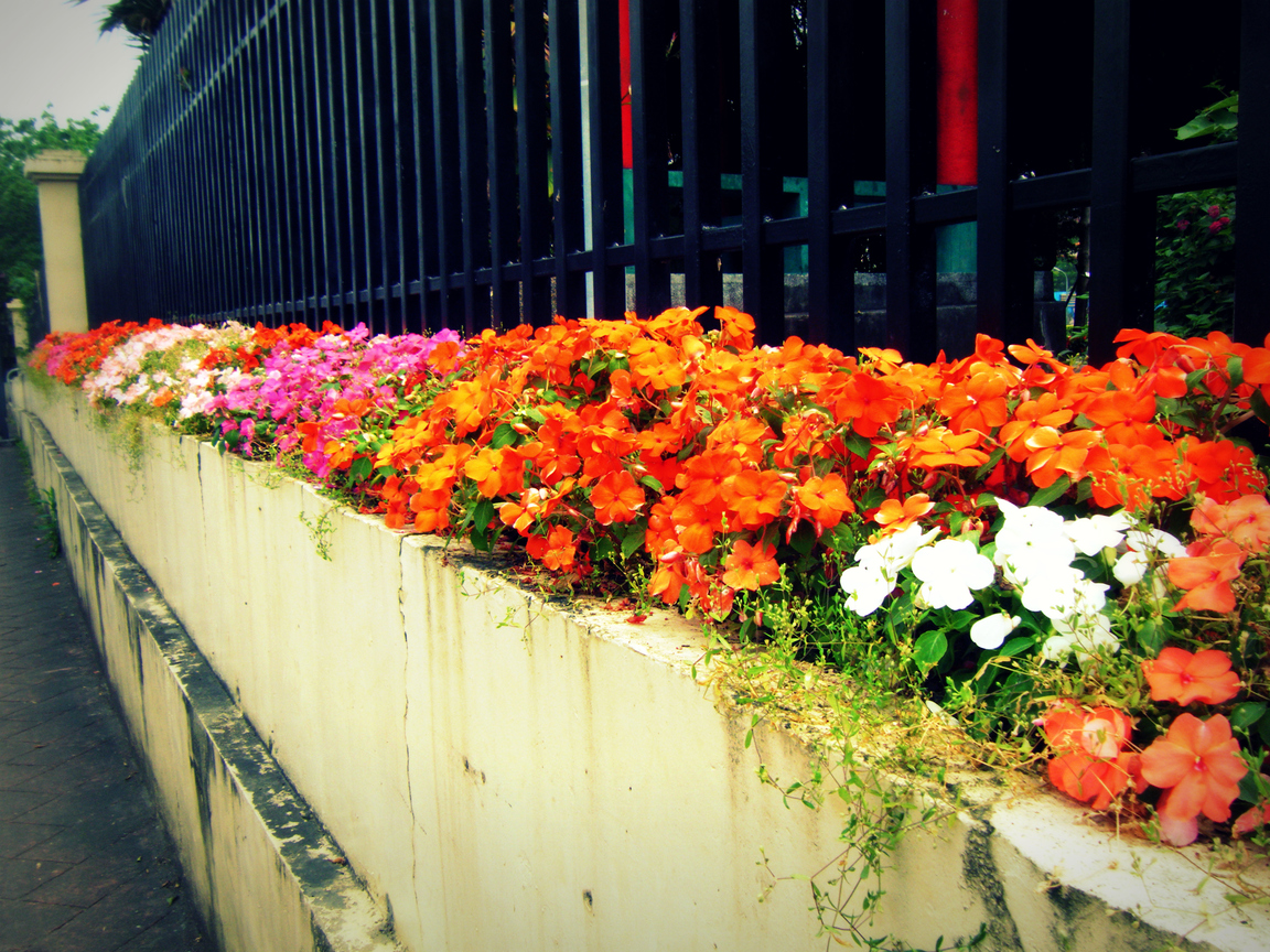 絢麗亮眼˙花圃