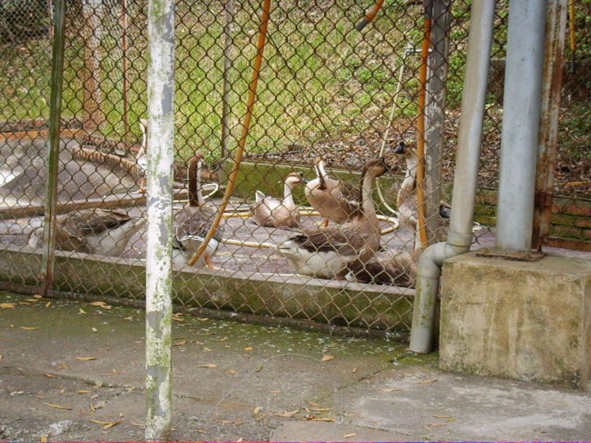 國中畢業旅行景點-鵝群