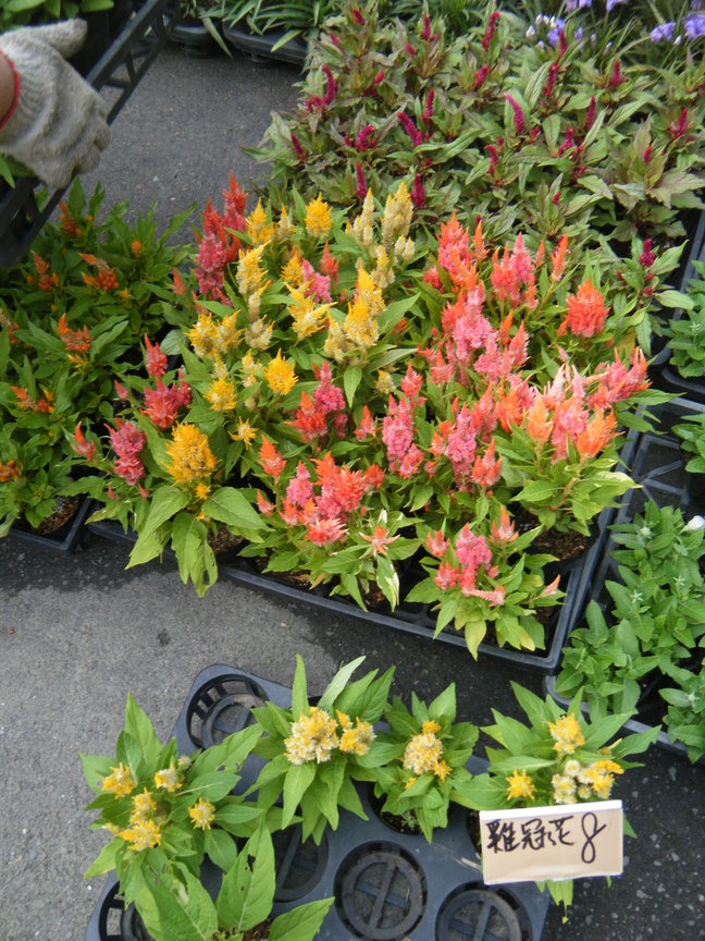 星期天下午的花市—雞冠花