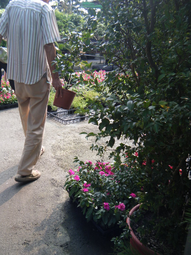 星期天下午的花市—茶花