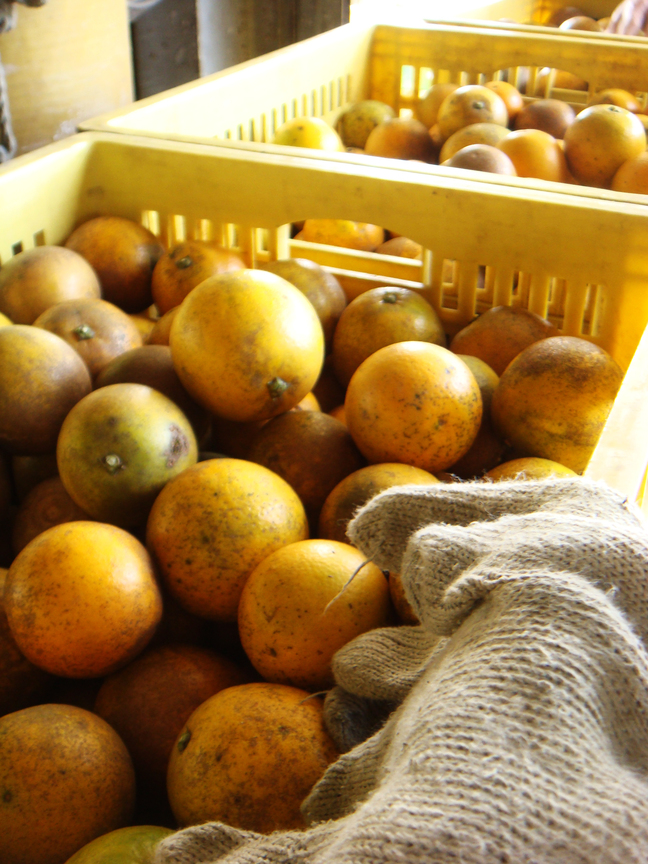 純樸的甜美滋味