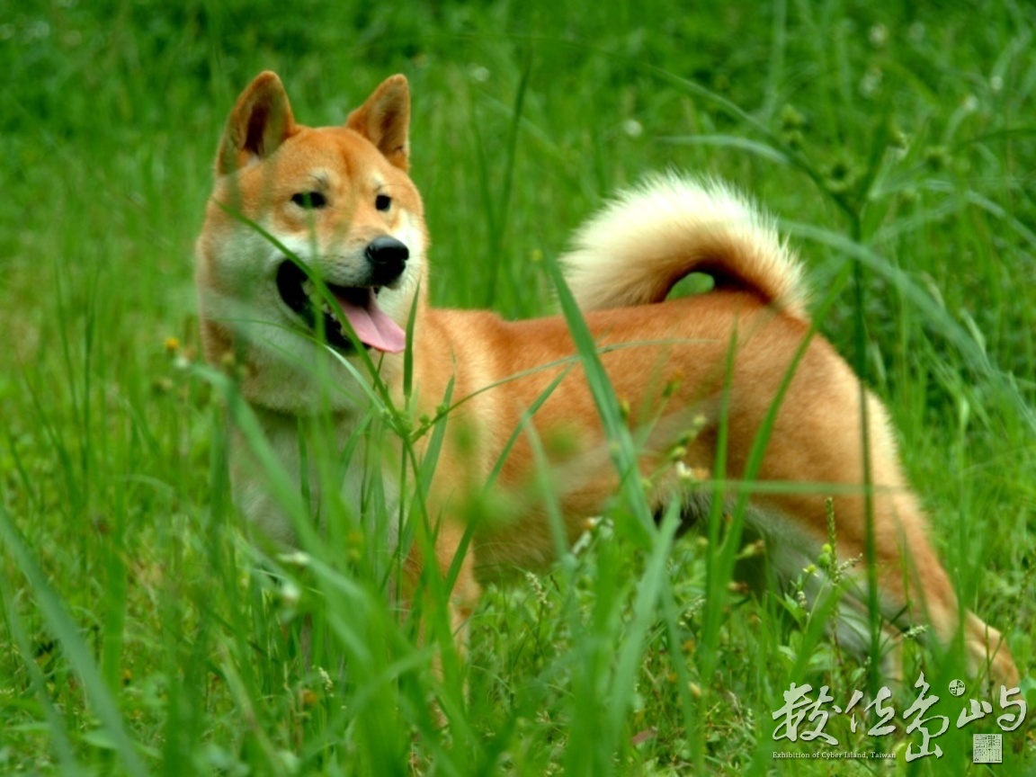 姿