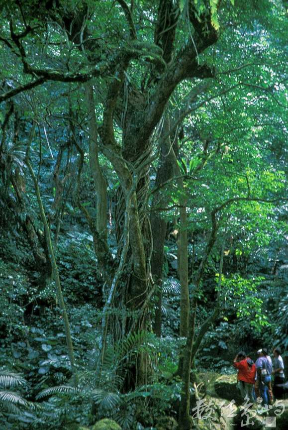 達邦達德安雨林-阿里山達邦村-911113-賴鵬智