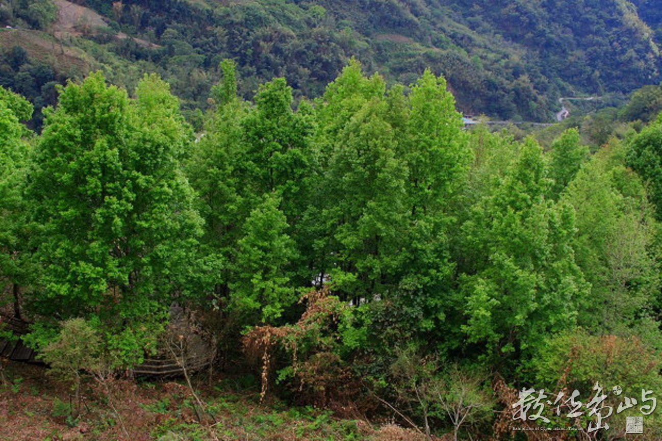 嘉義縣阿里山鄉里佳村賞楓步道景觀-3-20090305-賴鵬智攝-縮小檔