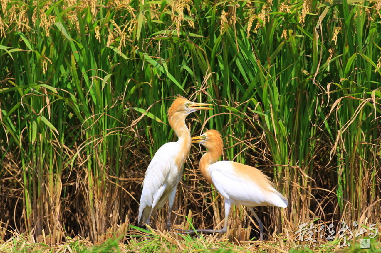 黃頭鷺(換羽中)2隻-鷺科-苗栗竹南塭內-20080715-賴鵬智攝
