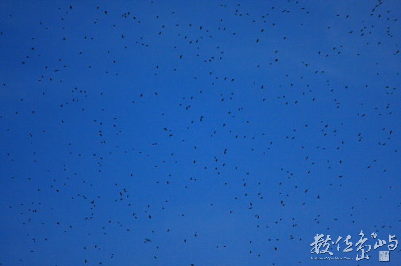 家燕聚集夜棲處飛翔-天空