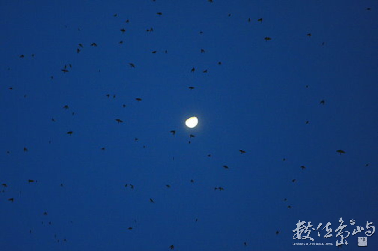 家燕聚集夜棲處飛翔-月光-3-燕科-台北縣蘆洲二重疏洪道-20090830-賴鵬智攝-縮