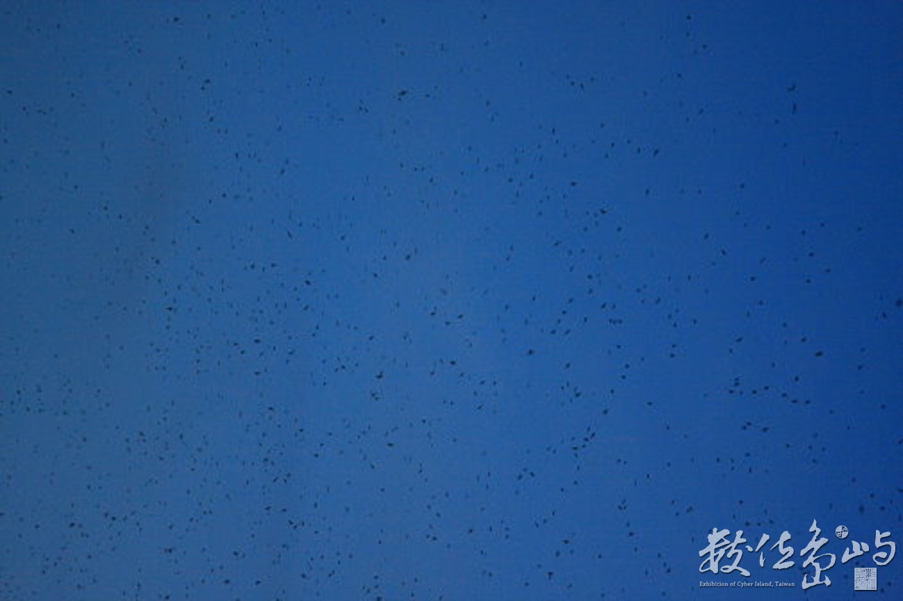 家燕聚集夜棲處飛翔-天空