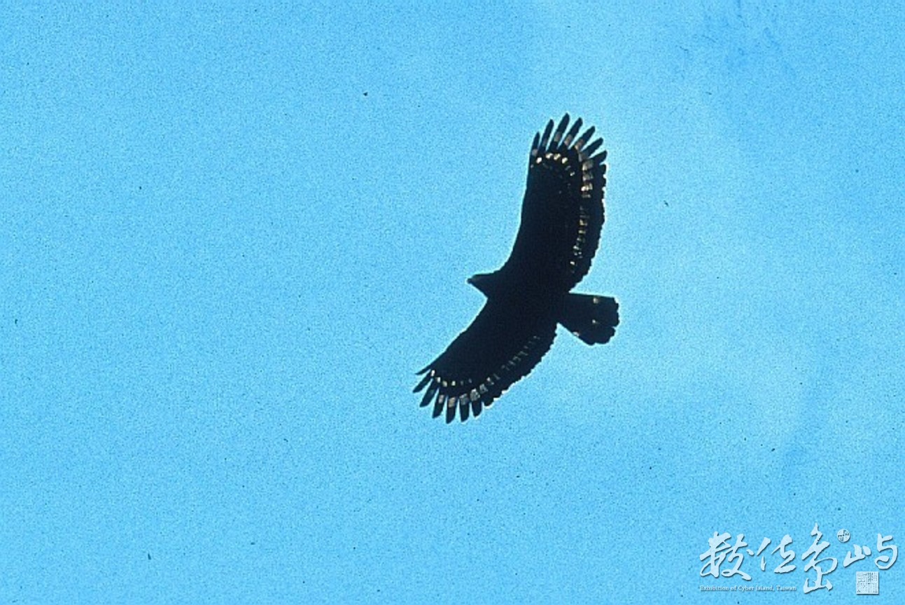 大冠鷲-(縮小檔)-賴鵬智