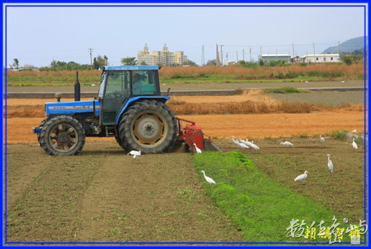 黃頭鷺與割草機-1-屏東車城新興路199縣道36