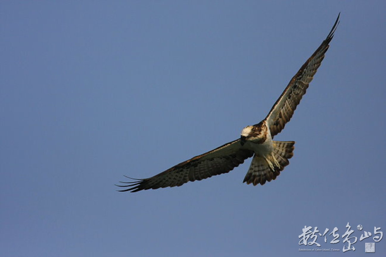 魚鷹飛翔俯視-近-2-鷲鷹科-台北新店廣興-20090212-賴鵬智攝-縮小檔