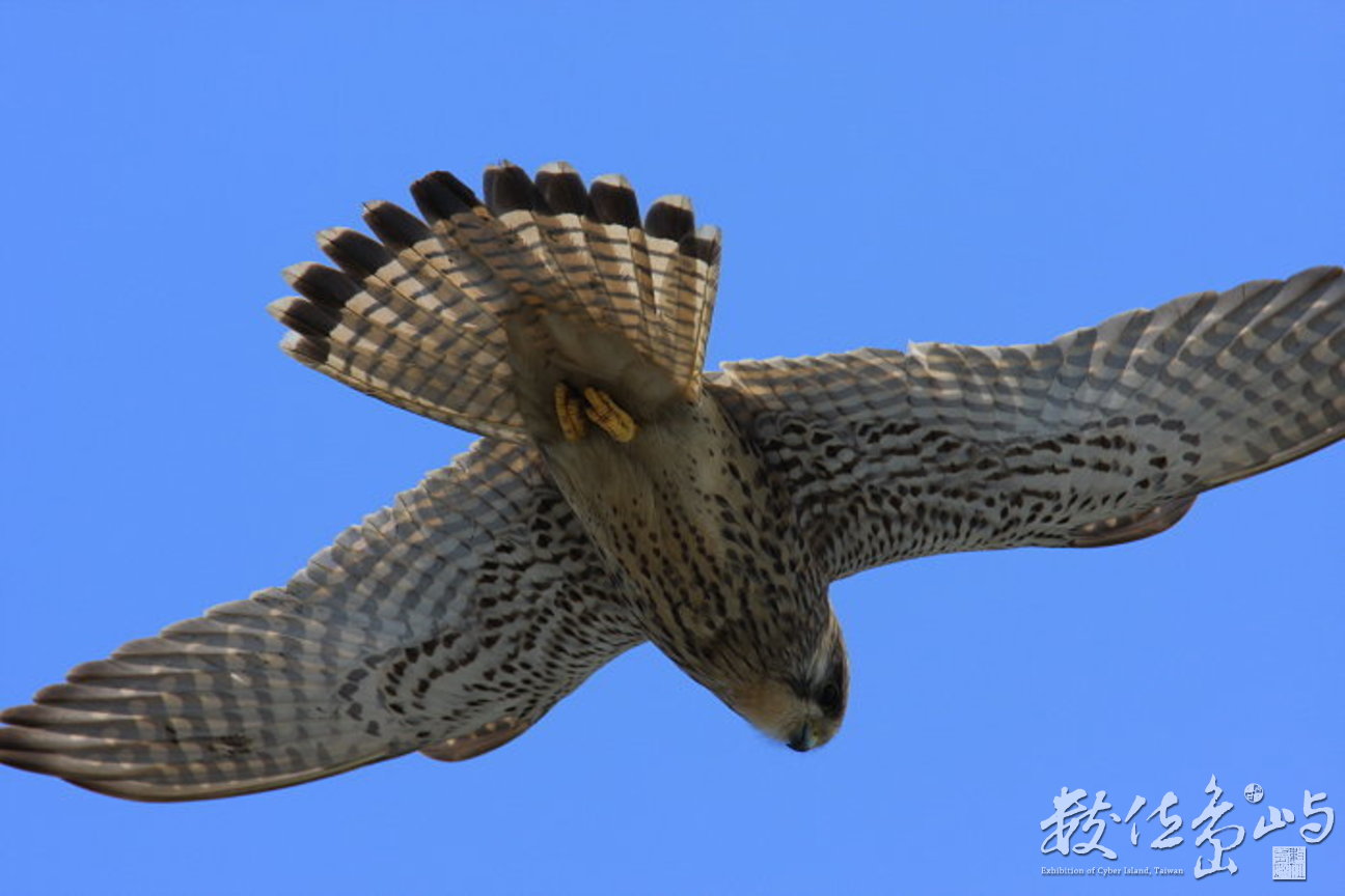 紅隼腹面-縮小-20080305-賴鵬智攝
