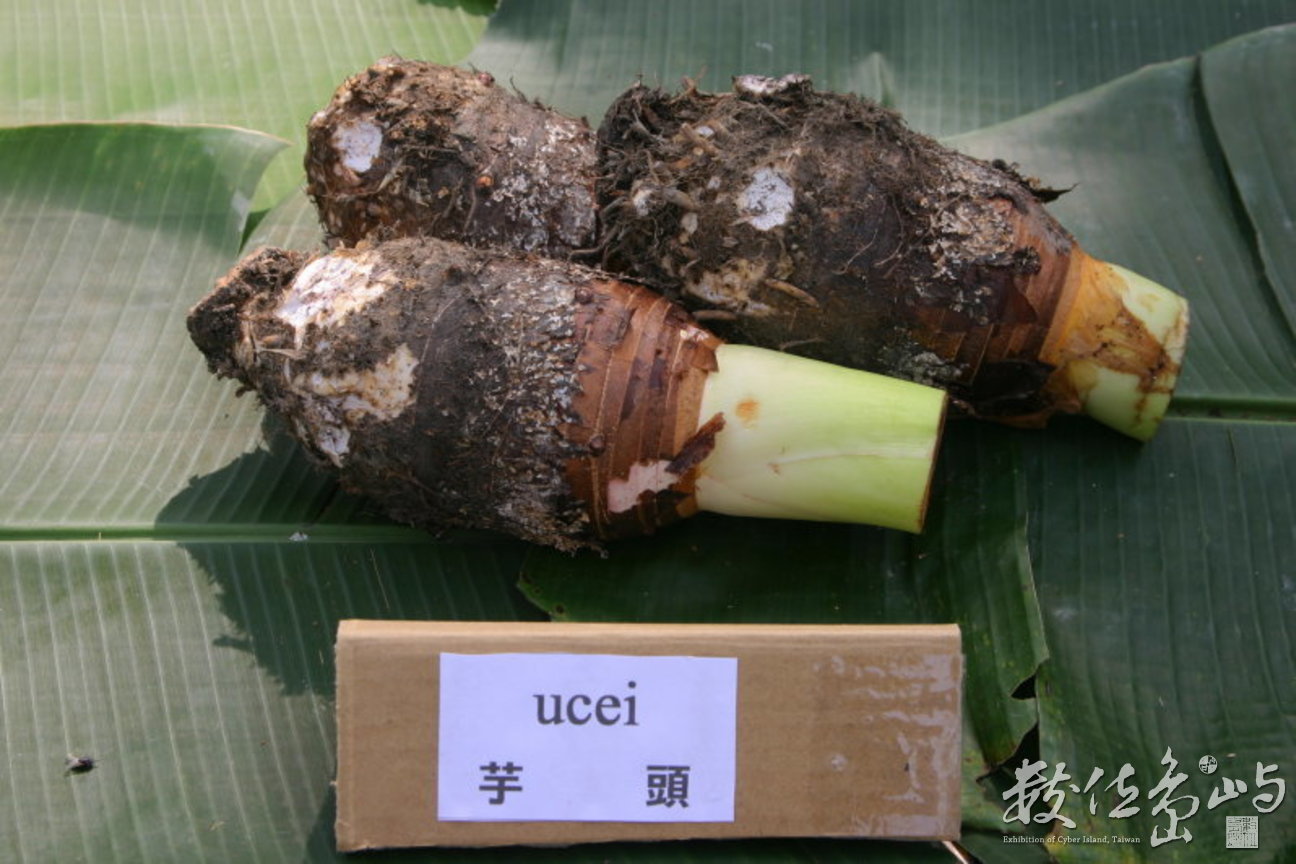 嘉義阿里山鄉來吉村農產品-芋頭-縮小檔-20071123-賴鵬智攝