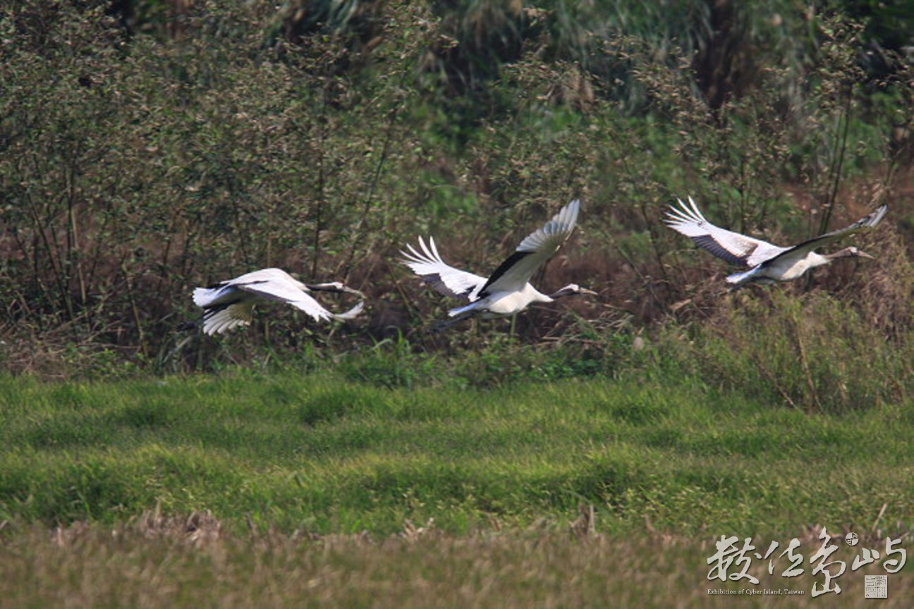 2丹頂鶴三隻飛-縮小-20080305-賴鵬智攝