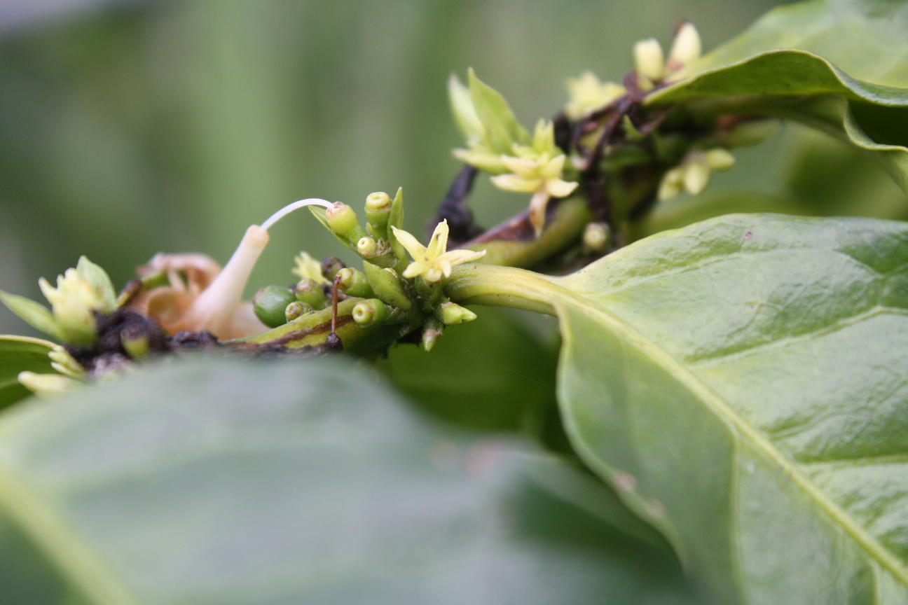 咖啡花<BR>圖．文/何佳燕