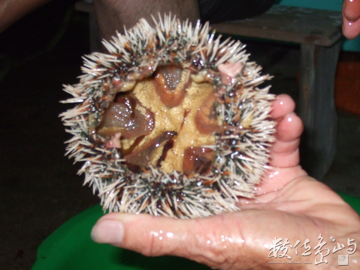 馬糞海膽敲開後的內觀