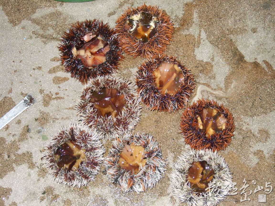 馬糞海膽敲開後