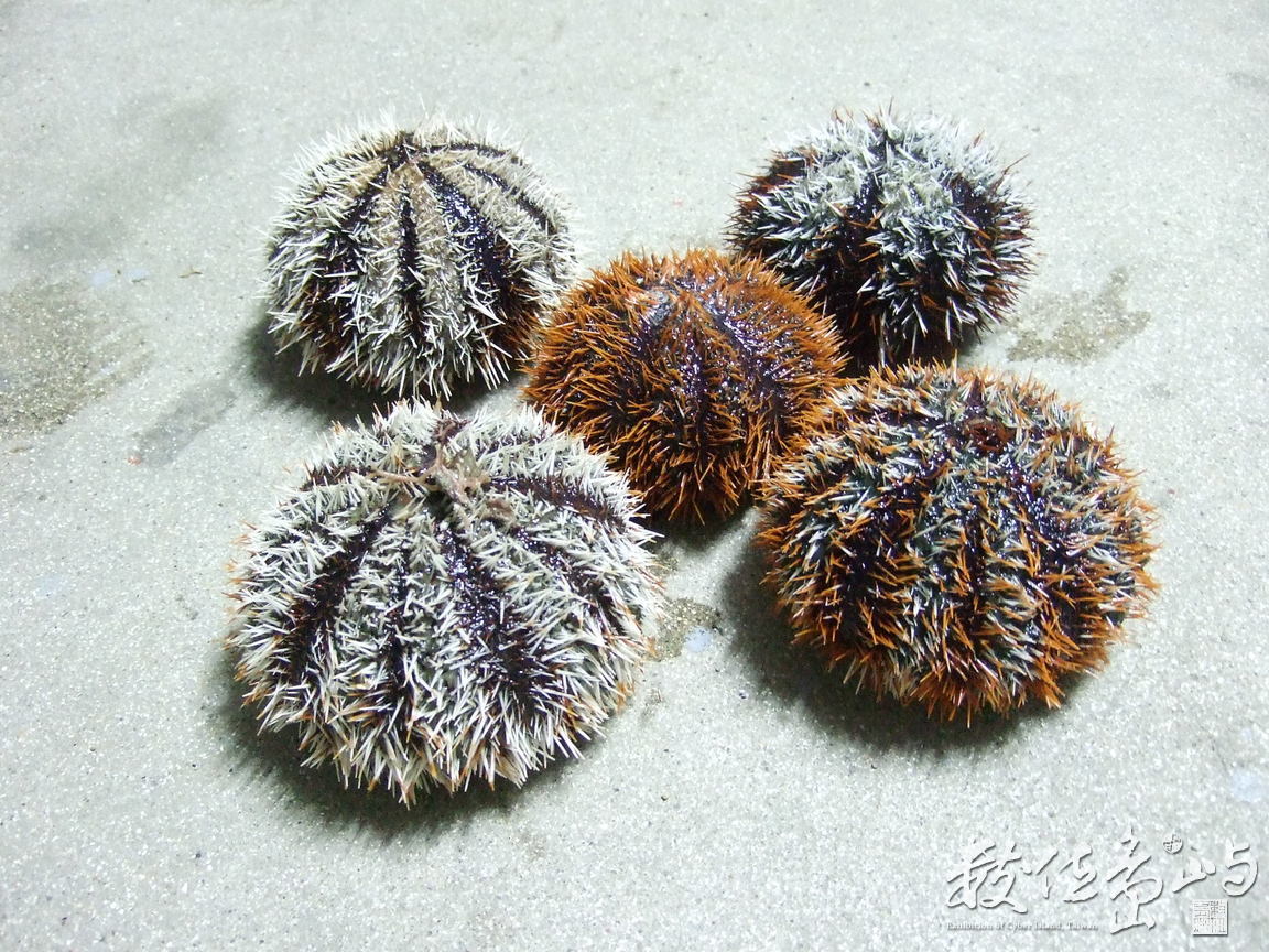 白棘三列海膽(俗名馬糞海膽)
